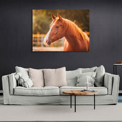 A horse in the sunlight Canvas Wall Art Print