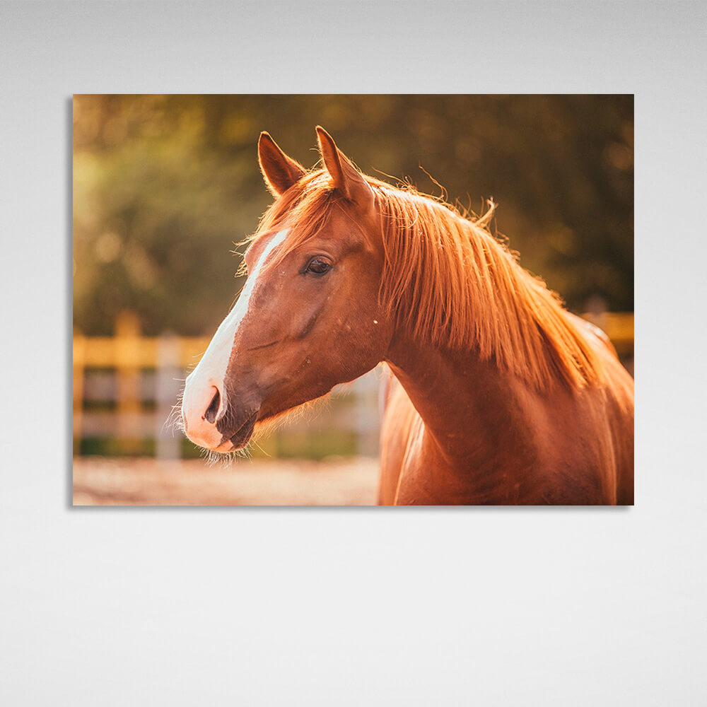 A horse in the sunlight Canvas Wall Art Print