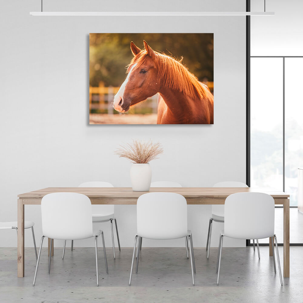 A horse in the sunlight Canvas Wall Art Print