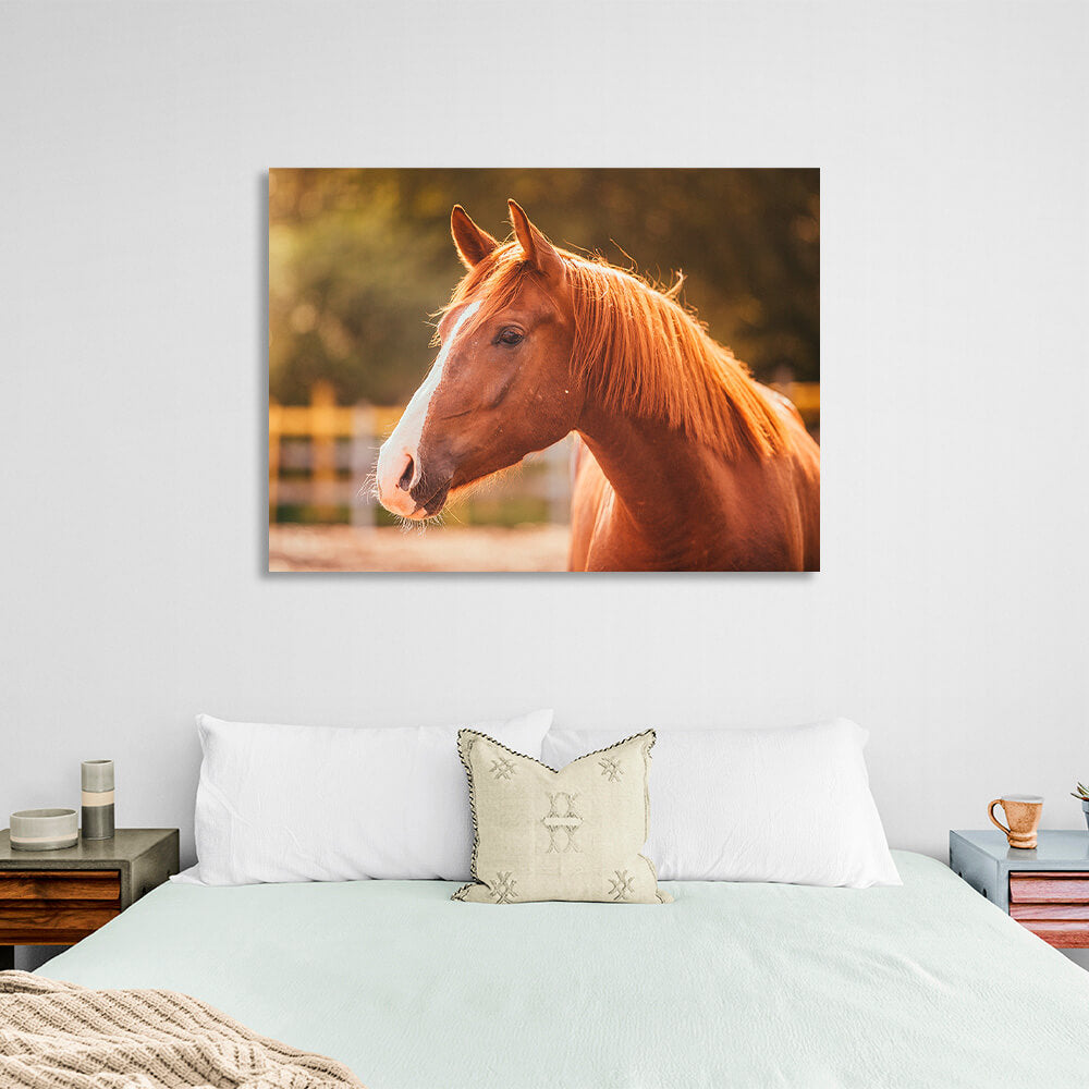 A horse in the sunlight Canvas Wall Art Print