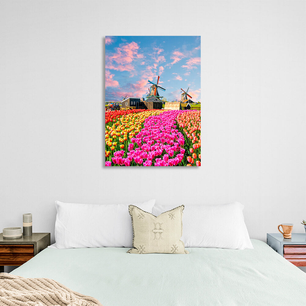 A field of tulips near the mill houses. Canvas Wall Art Print