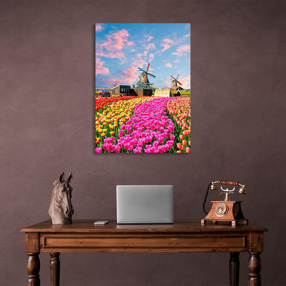 A field of tulips near the mill houses. Canvas Wall Art Print