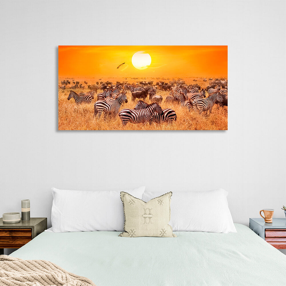 Huge herd of zebras in a dry pasture against the sunset background Canvas Wall Art Print