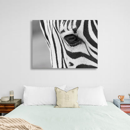 Zebra on a gray background Canvas Wall Art Print