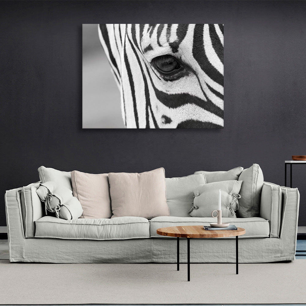 Zebra on a gray background Canvas Wall Art Print