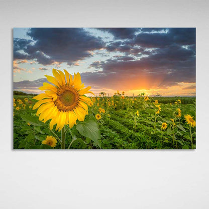 Canvas Wall Art Print Field of sunflowers