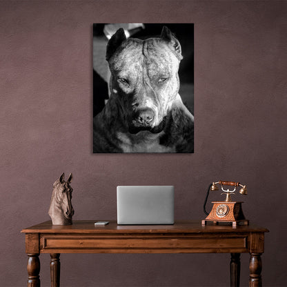 Pitbull terrier Canvas Wall Art Print