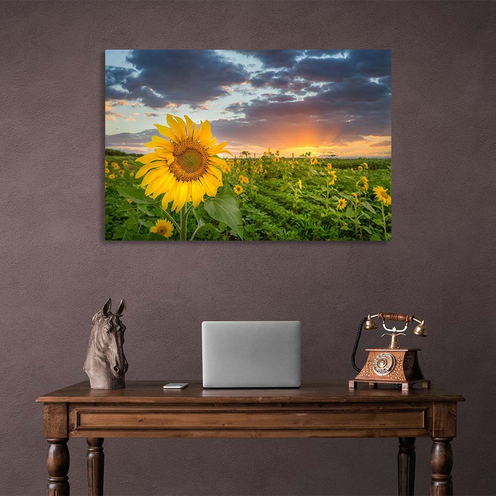 Canvas Wall Art Print Field of sunflowers