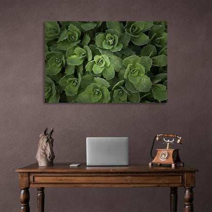 Canvas Wall Art Print Sedum bush