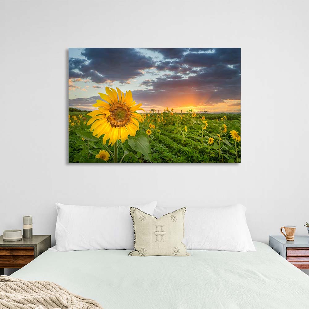 Canvas Wall Art Print Field of sunflowers