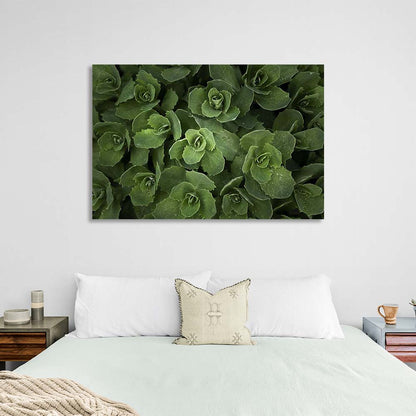 Canvas Wall Art Print Sedum bush