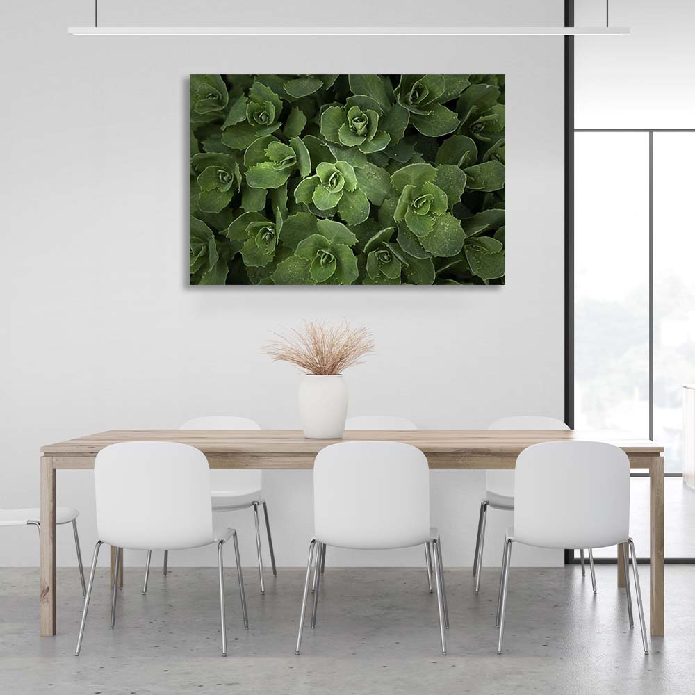 Canvas Wall Art Print Sedum bush