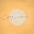 Minimalist Sun and  Birds Wall Art – Golden Yellow Abstract Canvas Print