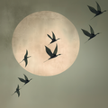 Sage Green Moon Wall Art – Minimalist Bird Framed Canvas