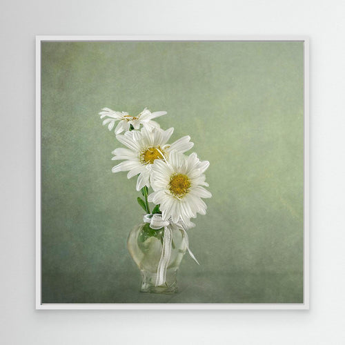 3 White Daisies 