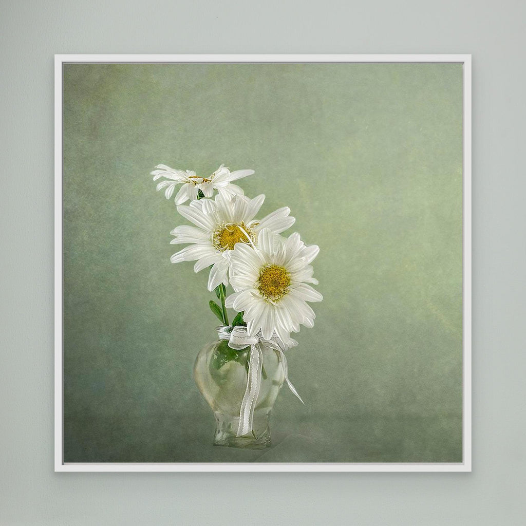 3 White Daisies 